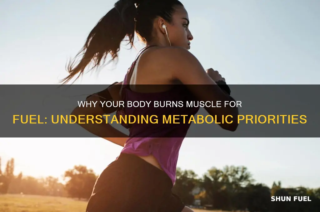 why does your body use muscle as fuel