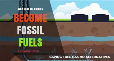 Why Not All Fossils Transform into Fossil Fuels: Unraveling the Mystery
