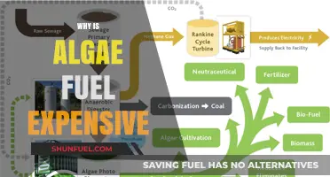 Unveiling the Cost Factors Behind Algae Fuel's High Price Tag