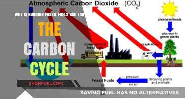 Burning Fossil Fuels Disrupts the Carbon Cycle: Here's How