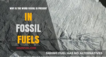 Why 'Fossil' in Fossil Fuels? Uncovering Ancient Energy Origins