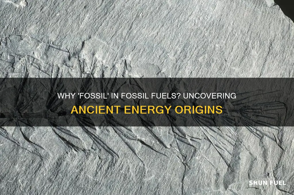 why is the word fossil is present in fossil fuels