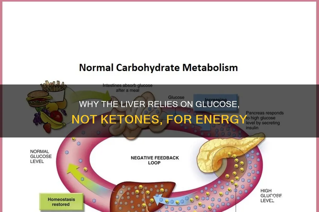 why liver cannot use ketone bodies as fuel