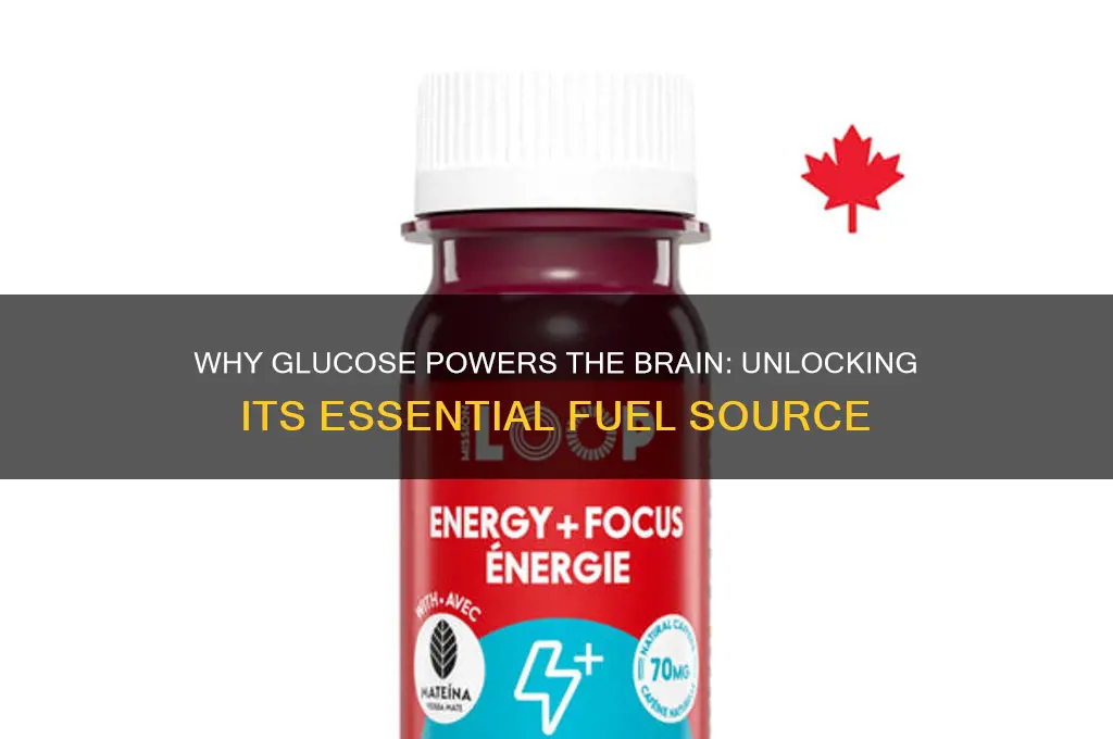 why the brain uses mainly glucose as fuel
