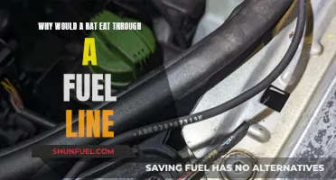 How Rats Chew Through Fuel Lines: Hunger and Sharp Teeth