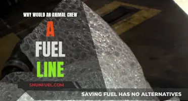Animals Chewing Fuel Lines: Understanding the Risks and Dangers