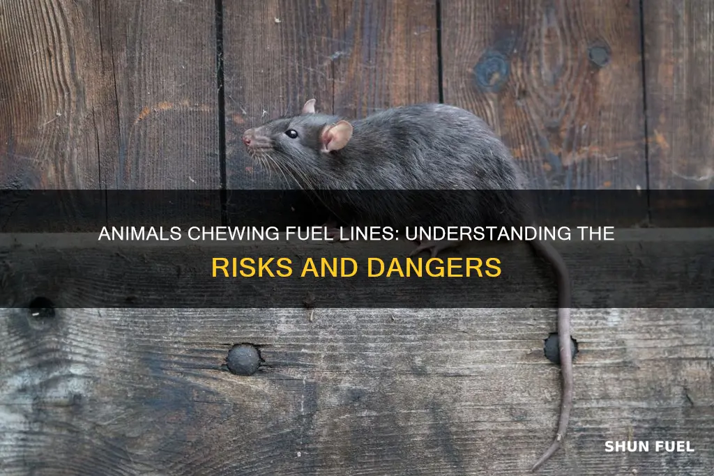 why would an animal chew a fuel line
