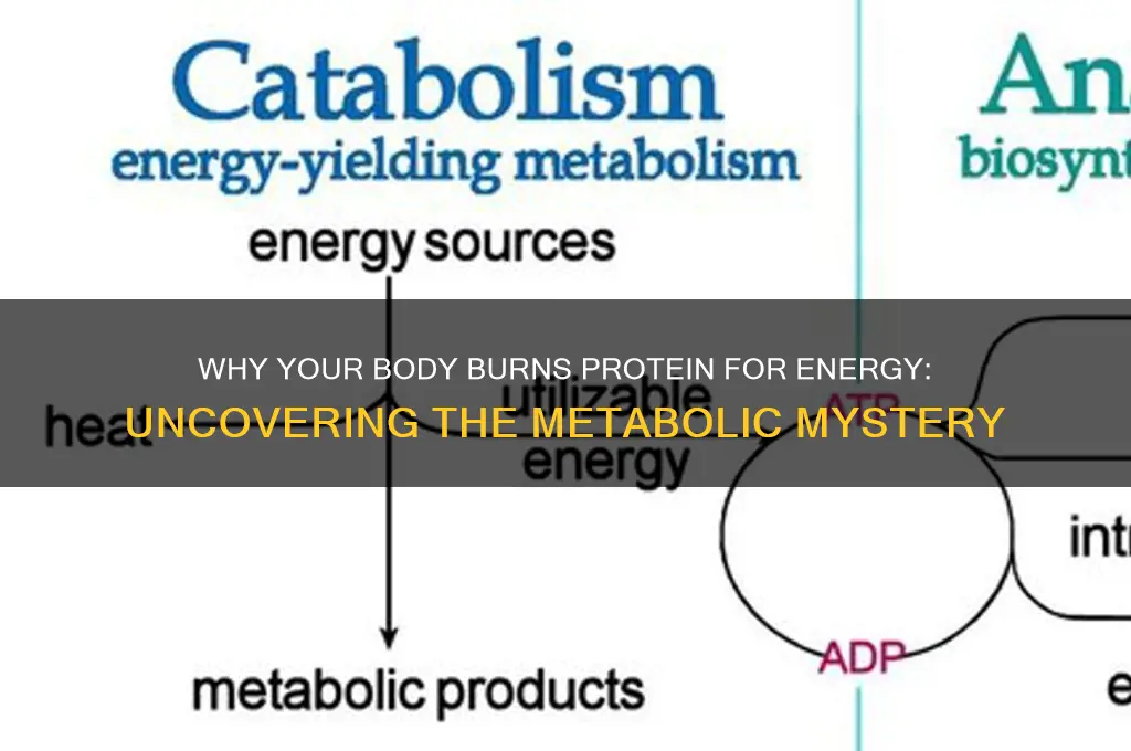 why would the body use protein for fuel