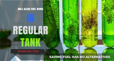 Algae Fuel: Can It Power Regular Tanks?