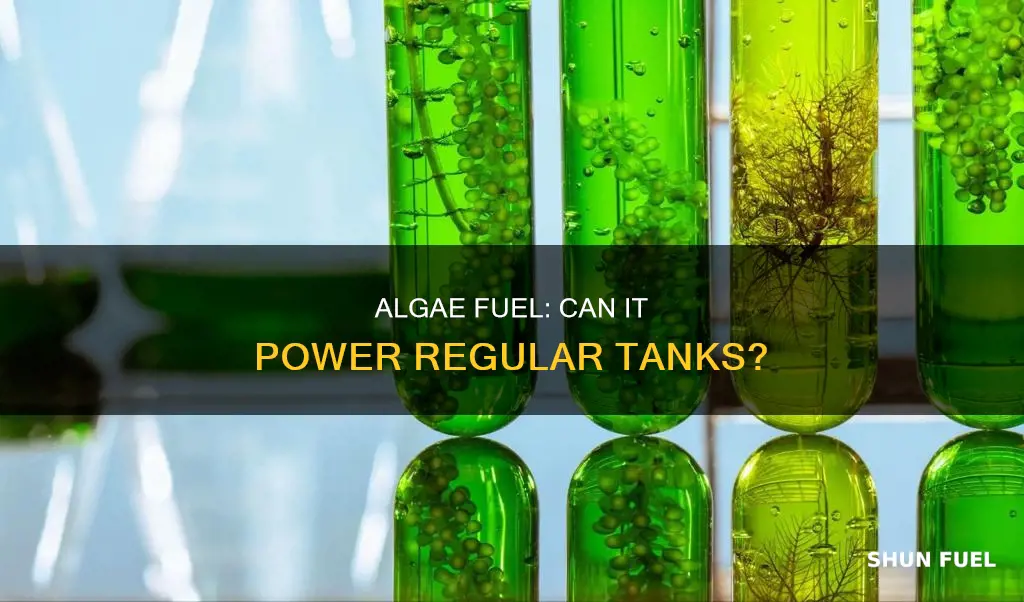 will algae fuel work in regular tank
