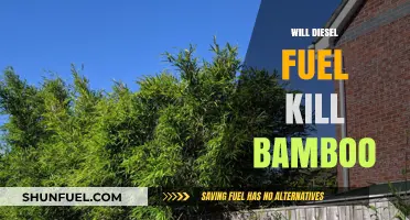 How to Kill Bamboo with Diesel Fuel