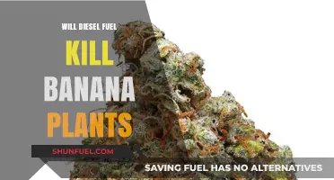Diesel Fuel: Can It Kill Banana Plants?