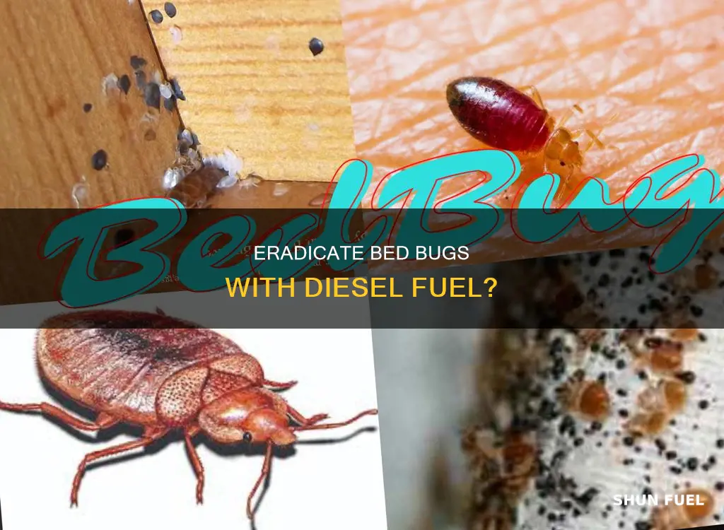 will diesel fuel kill bed bugs