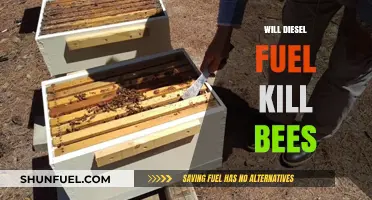 Diesel Fuel: A Deadly Threat to Bees?