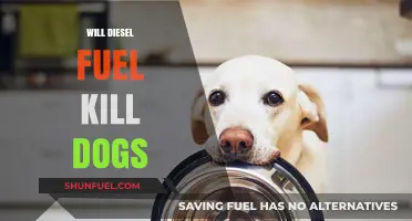 How Diesel Fuel Can Harm Your Dog