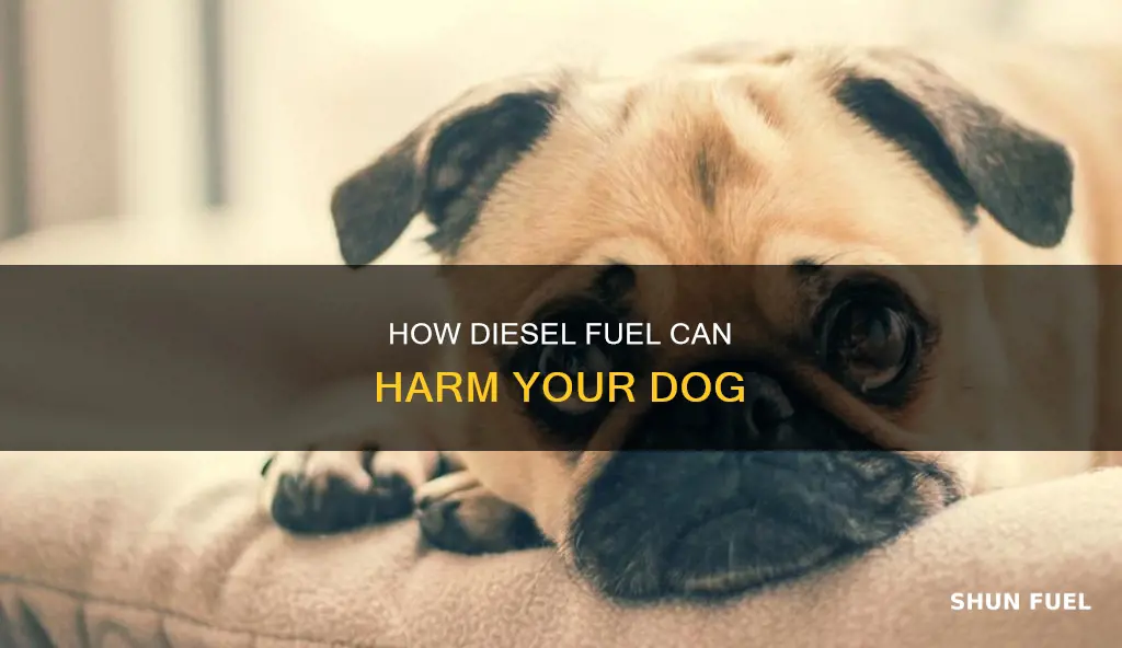 will diesel fuel kill dogs