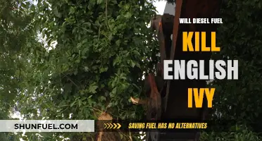 Destroy English Ivy with Diesel Fuel