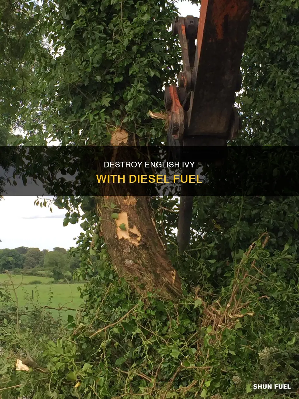 will diesel fuel kill english ivy