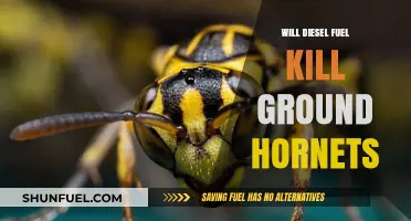 How to Kill Ground Hornets with Diesel Fuel