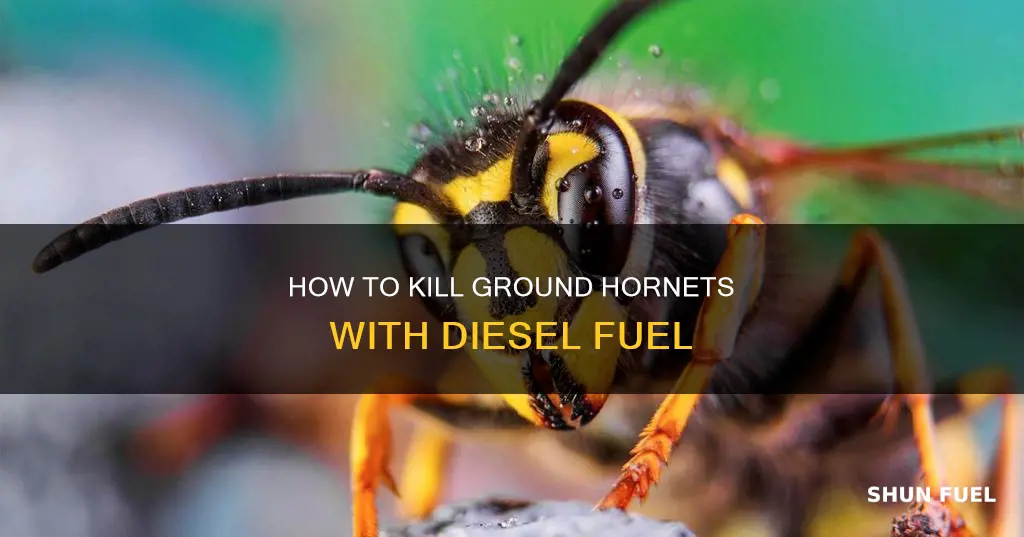 will diesel fuel kill ground hornets