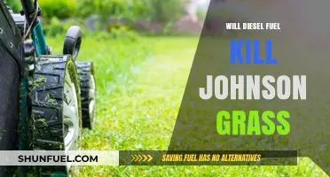 Eradicating Johnson Grass with Diesel Fuel: Does it Work?