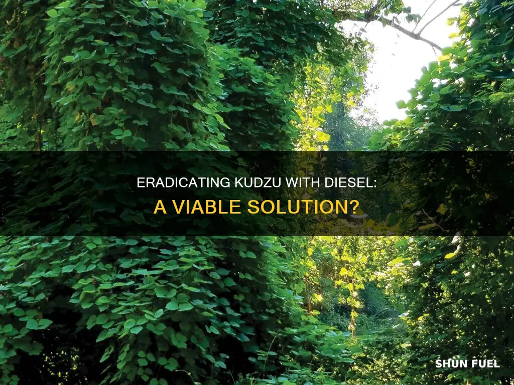 will diesel fuel kill kudzu