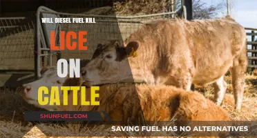 Killing Lice on Cattle with Diesel Fuel