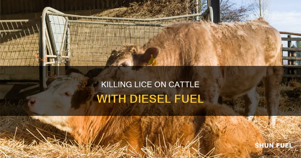 will diesel fuel kill lice on cattle