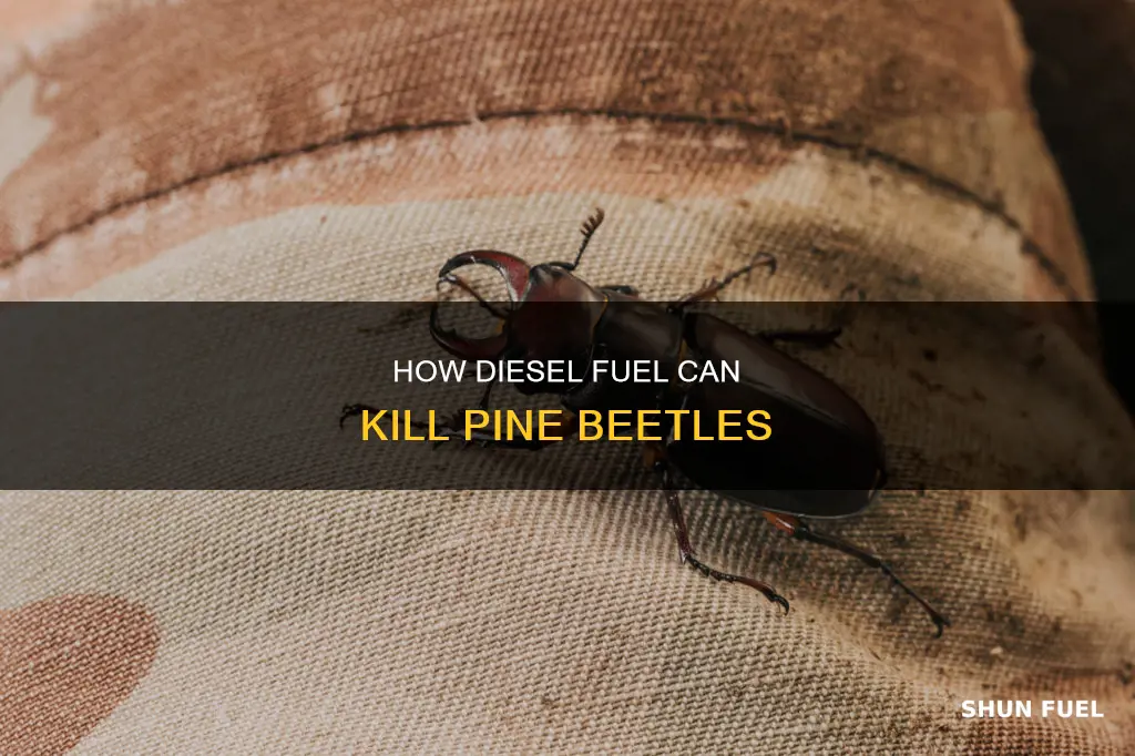 will diesel fuel kill pine beetles