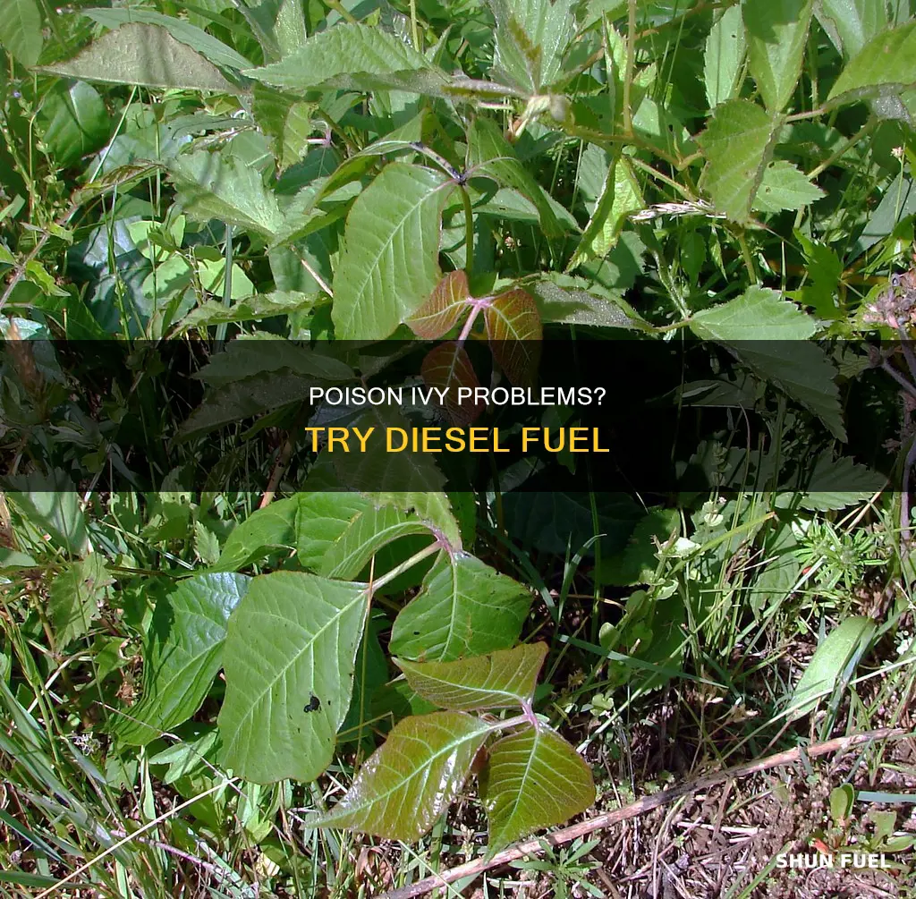 will diesel fuel kill poison ivy