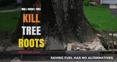How Diesel Fuel Can Kill Tree Roots