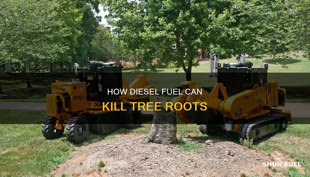 will diesel fuel kill tree roots