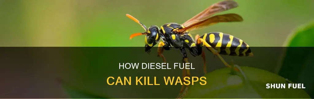 will diesel fuel kill wasps