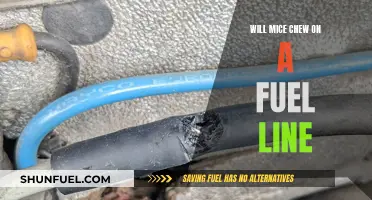 Mice and Fuel Lines: What You Need to Know